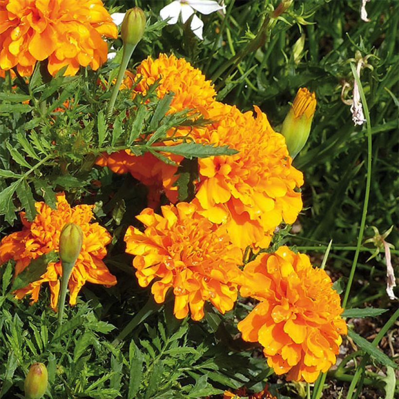 Oeillet d'Inde Bonanza Orange (Flowering)