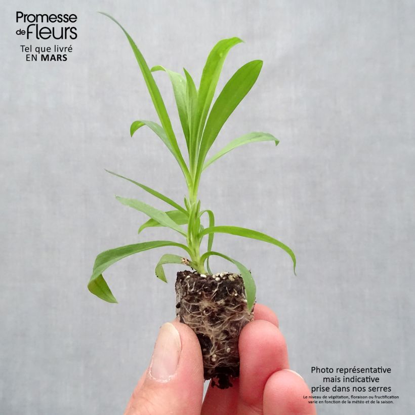 Example of Oeillet annuel - Dianthus Suntory Pink Mini-motte Ø 1,5/2,5 cm as you get in printemps