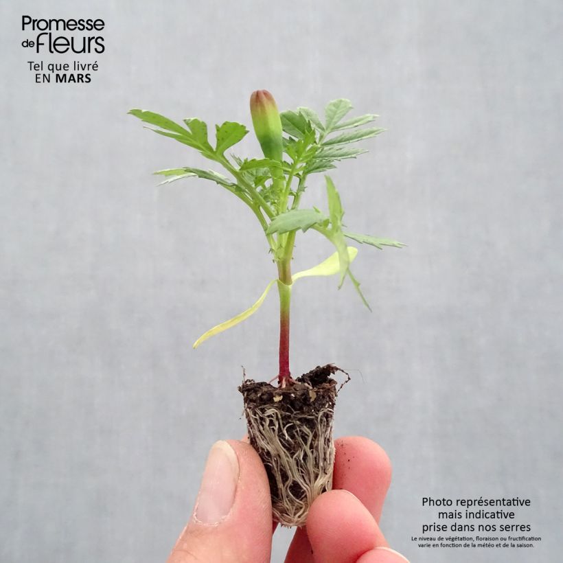 Spécimen de Oeillet d'Inde Durango Yellow Mini-motte Ø 1,5/2,5 cm, Plant vert de 5 à 10 cm de haut tel que livré au printemps