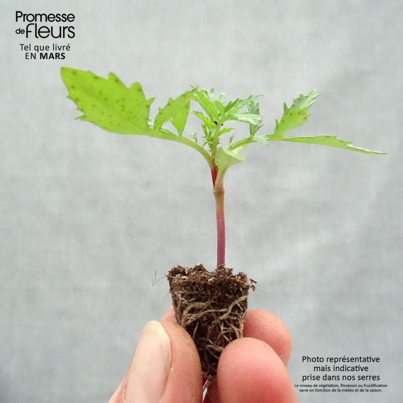 Spécimen de Oeillet d'Inde Fireball Mini-motte Ø 1,5/2,5 cm, Plant vert de 5 à 10 cm de haut tel que livré au printemps
