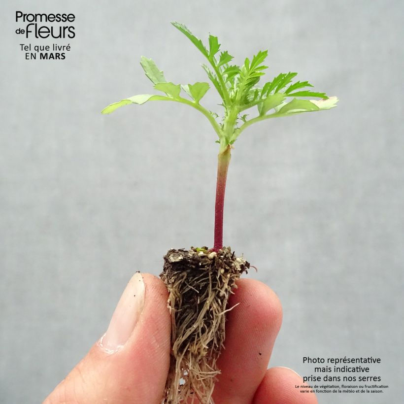 Example of Oeillet d'Inde Queen Yellow Fire Mini-mottes Minimotte : motte 2,2 cm x 2 cm en plaque de culture par 35 as you get in printemps