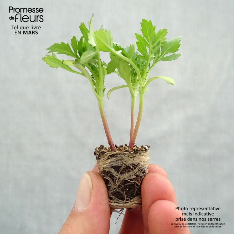 Example of Oeillet d'Inde Queen Yellow Fire Mini-mottes Mini-motte Ø 3/4 cm, Plant vert de 5 à 10 cm de haut as you get in printemps