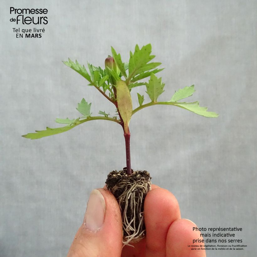 Example of Oeillet d'Inde Strawberry Blonde Mini-motte Ø 1,5/2,5 cm, Plant vert de 5 à 10 cm de haut as you get in printemps