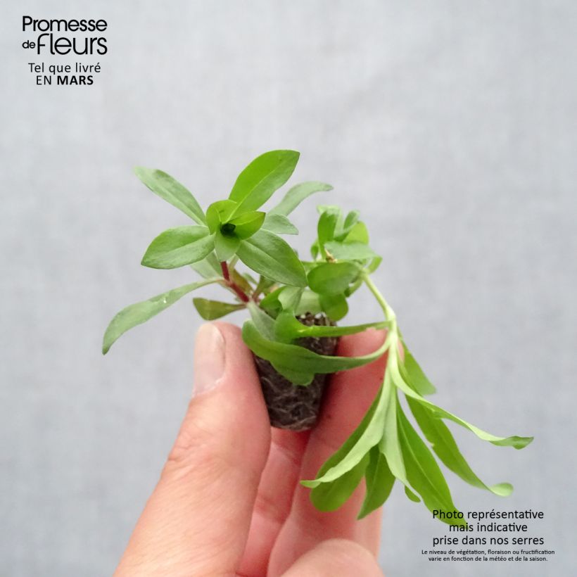 Example of Oeillet de poète Gigas Mix - Dianthus barbatus Mini-motte Ø 3/4 cm as you get in printemps