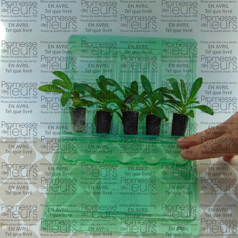 Example of Oeillet de poète Jolt Pink Mini-motte Ø 3/4 cm, Plant vert de 3 à 5 cm de haut as you get