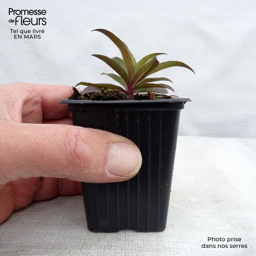 Example of Oeillet de poète Sooty - Dianthus barbatus nigrescens Godet de 7/8 cm as you get in printemps