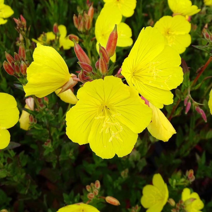 Oenothera fruticosa Hohes Licht - Onagre  (Flowering)