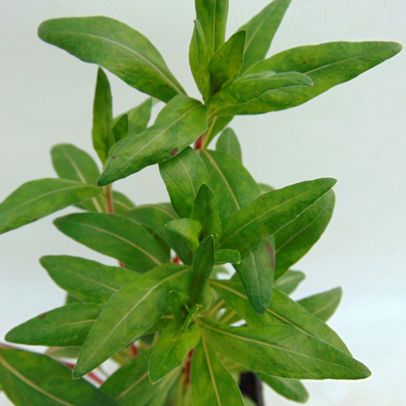 Oenothera fruticosa Sonnenwende - Onagre (Foliage)
