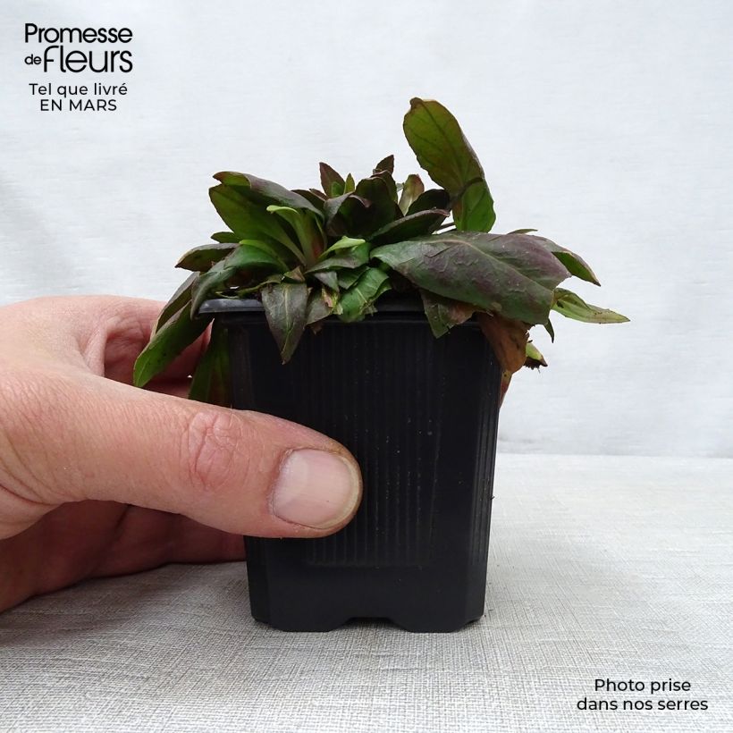 Example of Oenothera fruticosa Sonnenwende - Onagre Godet de 8/9 cm as you get in printemps