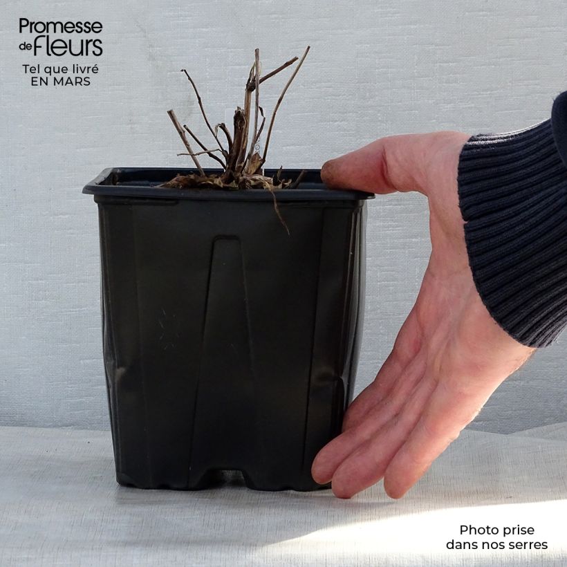 Example of Oenothera fruticosa Sonnenwende - Onagre Pot de 2L/3L as you get in printemps