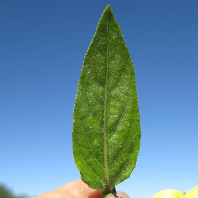Oenothera glazioviana - Onagre de Lamarck (Foliage)