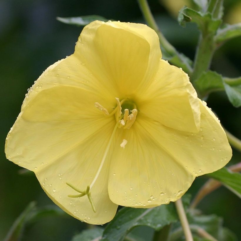 Oenothera glazioviana - Onagre de Lamarck (Flowering)