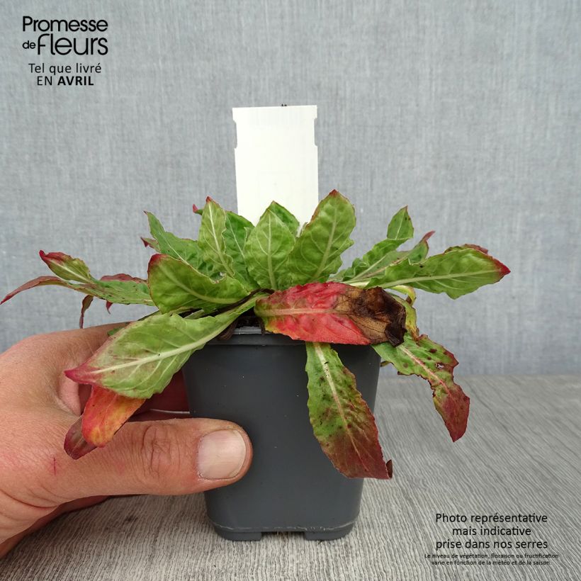 Example of Oenothera glazioviana - Onagre de Lamarck Godet de 8/9 cm as you get in printemps