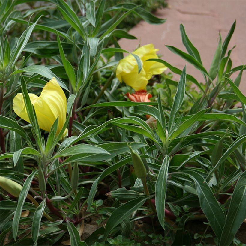 Oenothera missouriensis - Onagre du Missouri (Foliage)