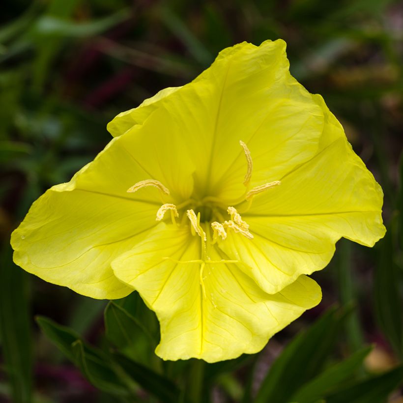 Oenothera missouriensis - Onagre du Missouri (Flowering)