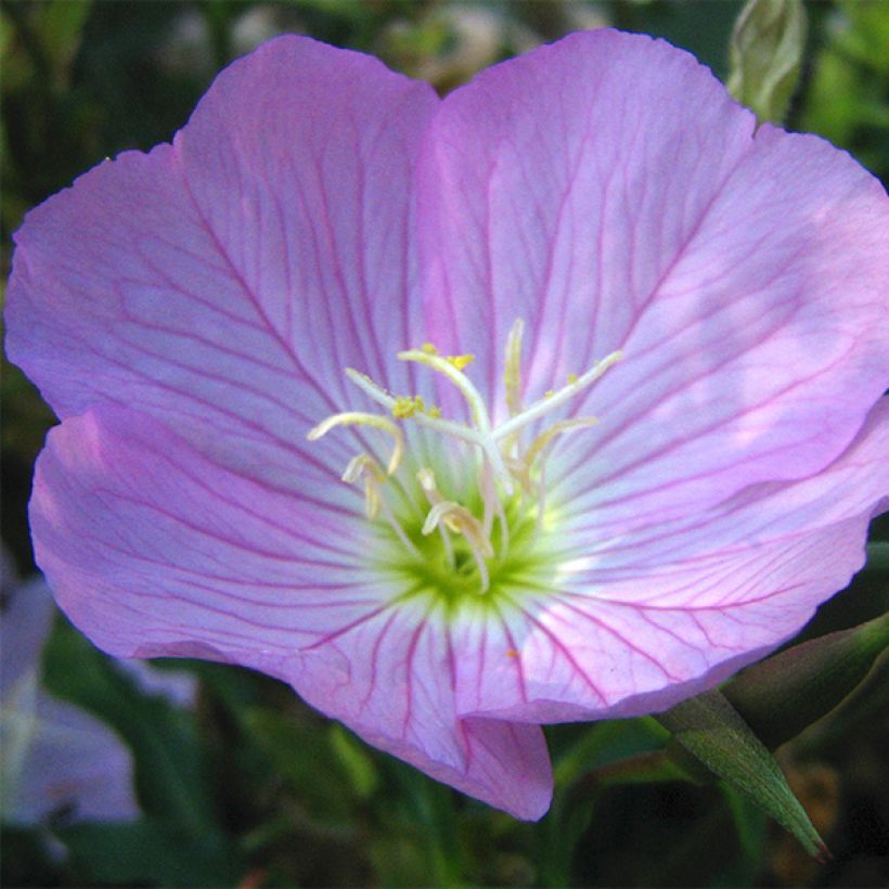 Oenothera speciosa - Oenothère rose (Flowering)