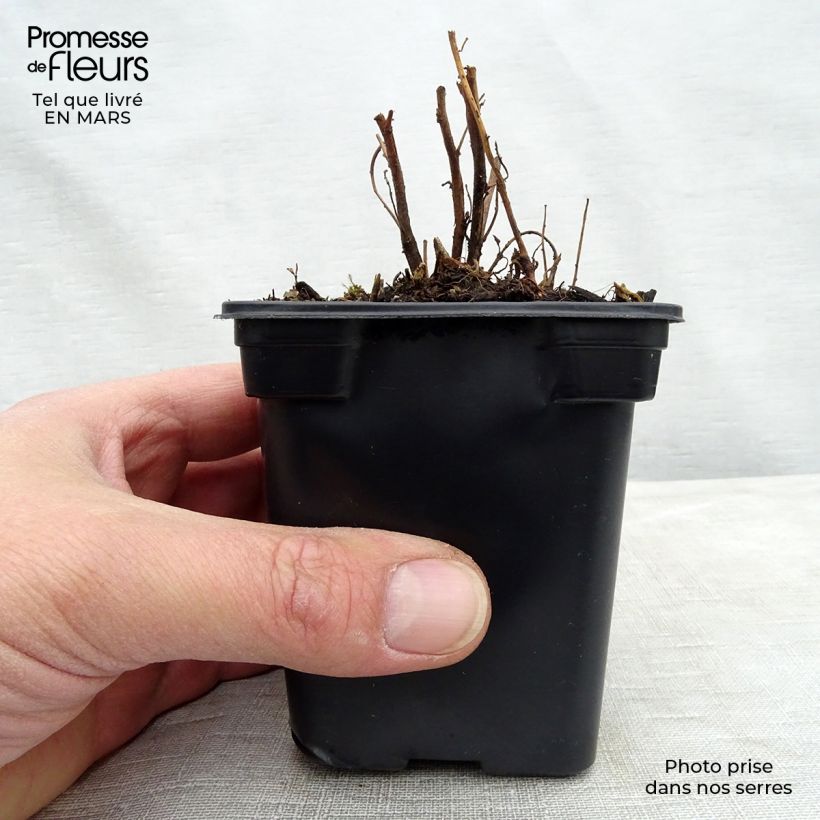 Example of Oenothera speciosa - Oenothère rose Godet de 7/8 cm as you get in printemps