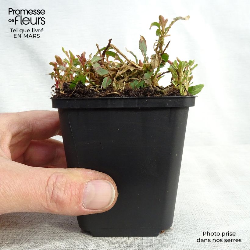 Example of Oenothera speciosa Siskiyou - Onagre rose  Godet de 8/9 cm as you get in printemps