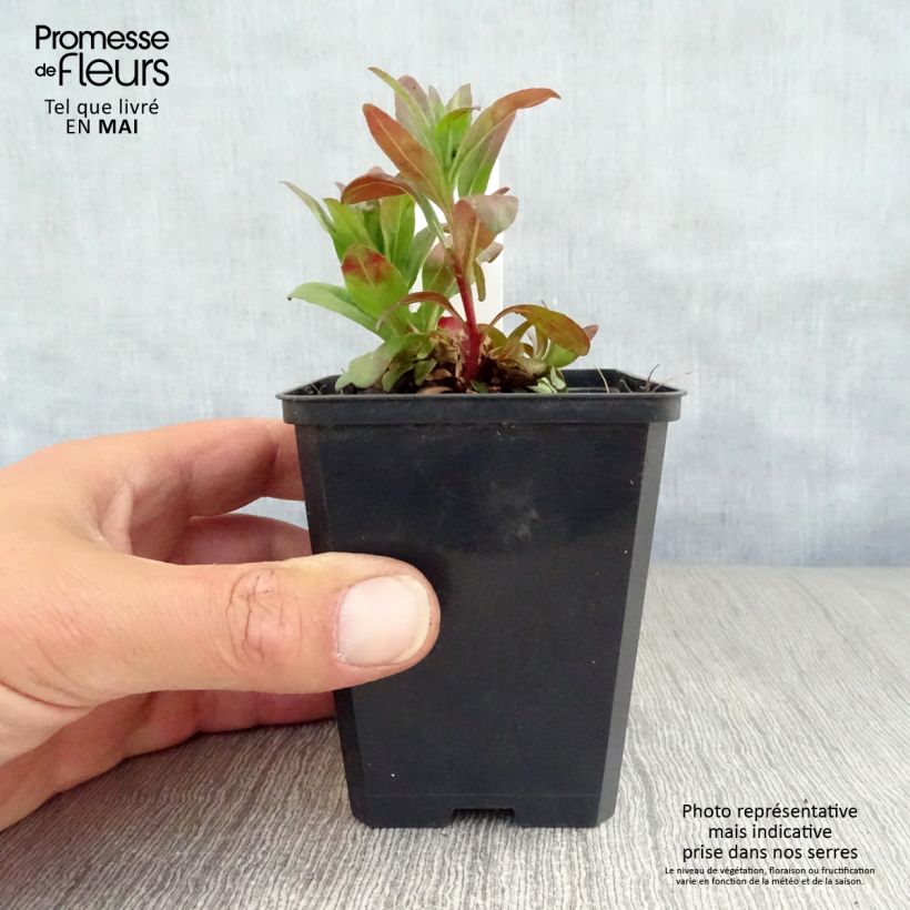 Spécimen de Oenothère Michelle Ploeger - Oenothera fruticosa Michelle Ploeger  Godet de 8/9 cm tel que livré au printemps