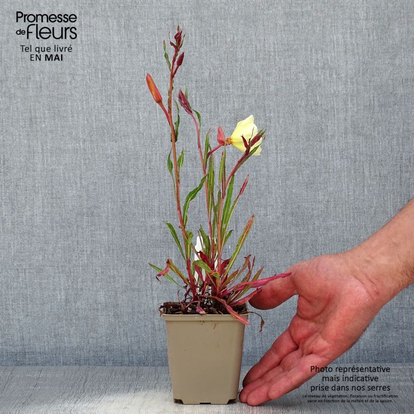 Spécimen de Oenothère, Oenothera stricta Sulphurea Godet de 8/9 cm tel que livré au printemps