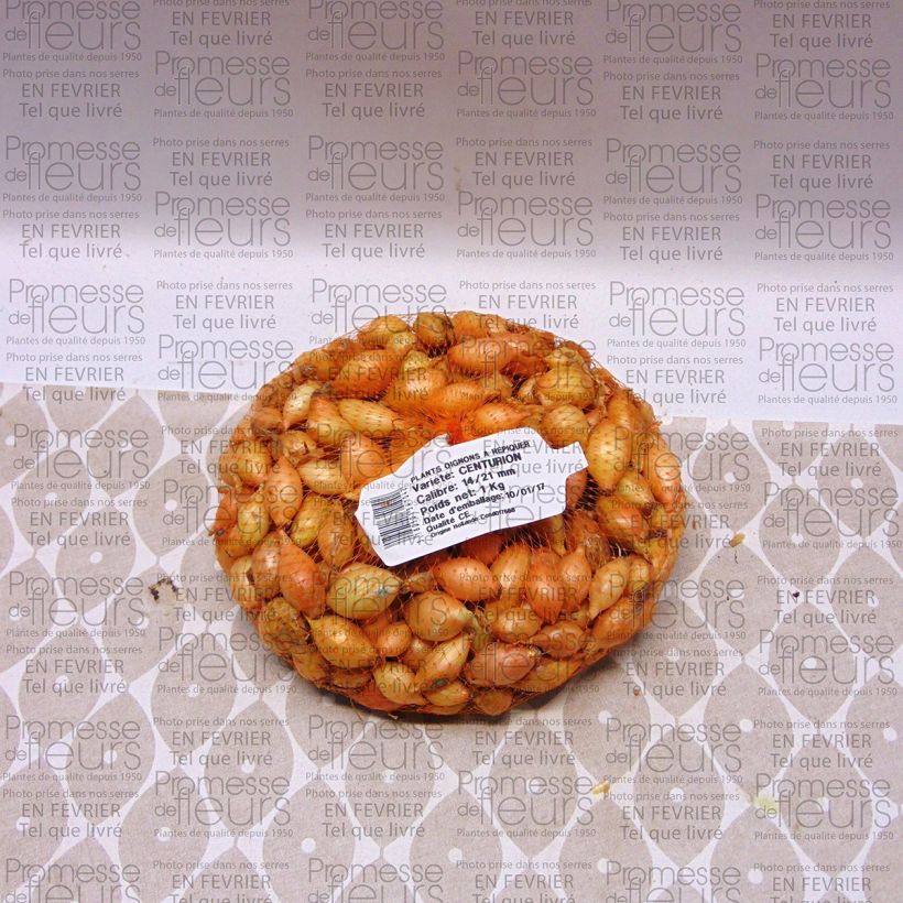 Example of Oignon Centurion - Allium cepa Pièce calibre 14/21 mm, Sac de 1Kg (env. 40 plants) as you get