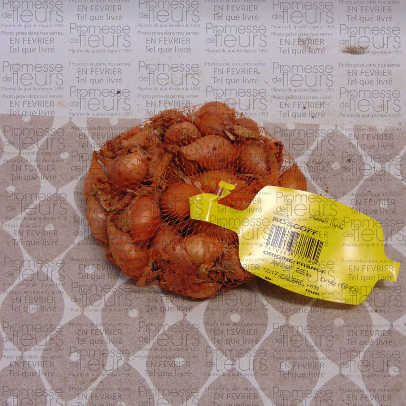 Exemple de spécimen de Oignon rosé Keravel, variété agréée par le syndicat de l’oignon de Roscoff Pièce calibre 17/22 mm, Sac de 250g tel que livré