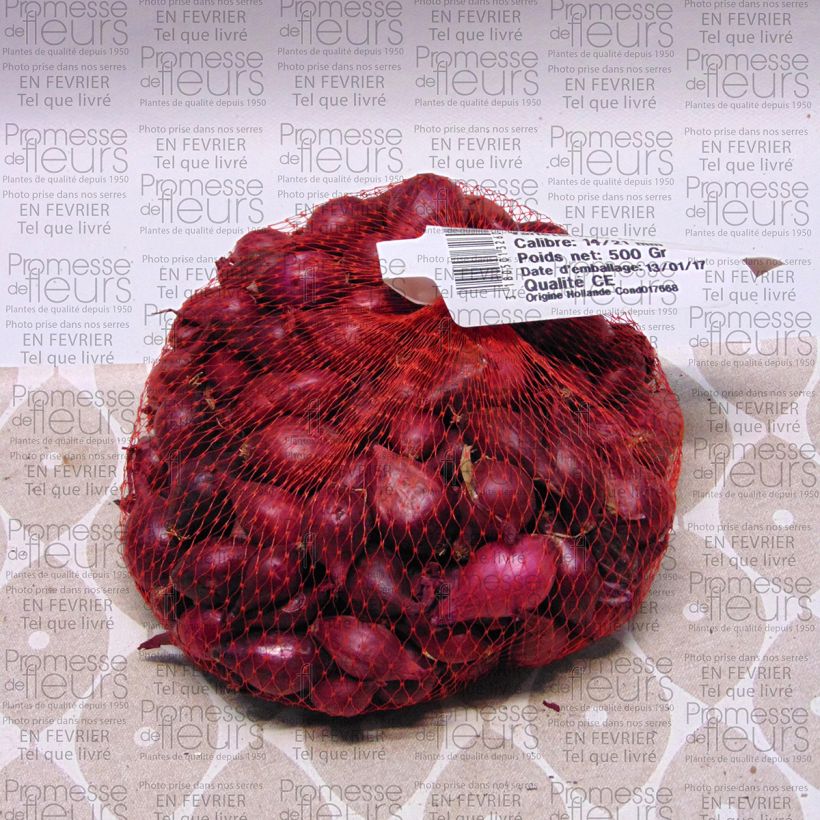 Exemple de spécimen de Oignon Red Karmen (rouge) en plants - Allium cepa BIO Pièce calibre 14/21 mm, Sac de 500g tel que livré