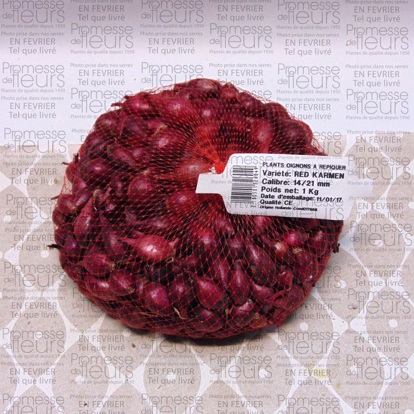 Exemple de spécimen de Oignon Red Karmen (rouge) en plants - Allium cepa BIO Pièce calibre 14/21 mm, Sac de 1Kg (env. 40 plants) tel que livré