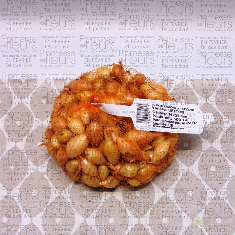 Example of Oignon Setton - Allium cepa Pièce calibre 14/21 mm, Sac de 500g as you get