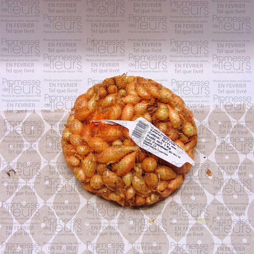 Example of Oignon Setton - Allium cepa Pièce calibre 14/21 mm, Sac de 1Kg (env. 40 plants) as you get