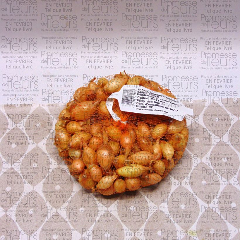 Example of Oignon Sturon - Allium Cepa en plants Pièce calibre 14/21 mm, Sac de 500g as you get