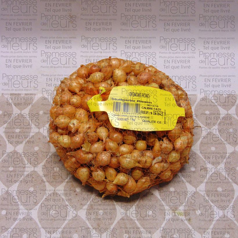 Example of Oignon Stuttgarter Riesen - Allium cepa en plants Pièce calibre 14/21 mm, Sac de 1Kg (env. 40 plants) as you get