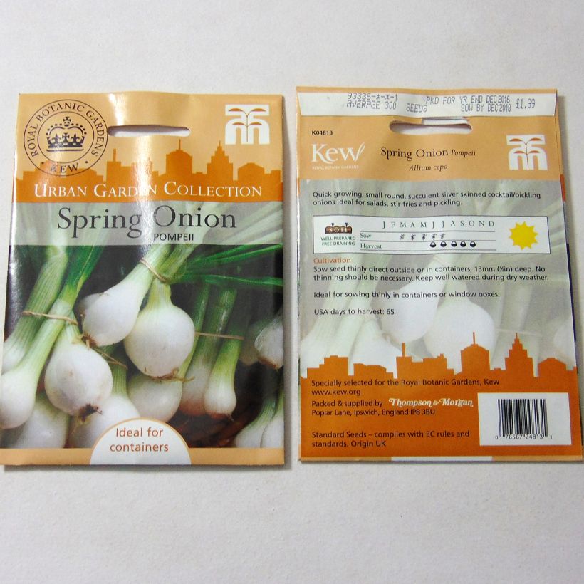 Exemple de spécimen de Oignon blanc de Pompeii - Allium cepa le sachet de 300 graines environ tel que livré