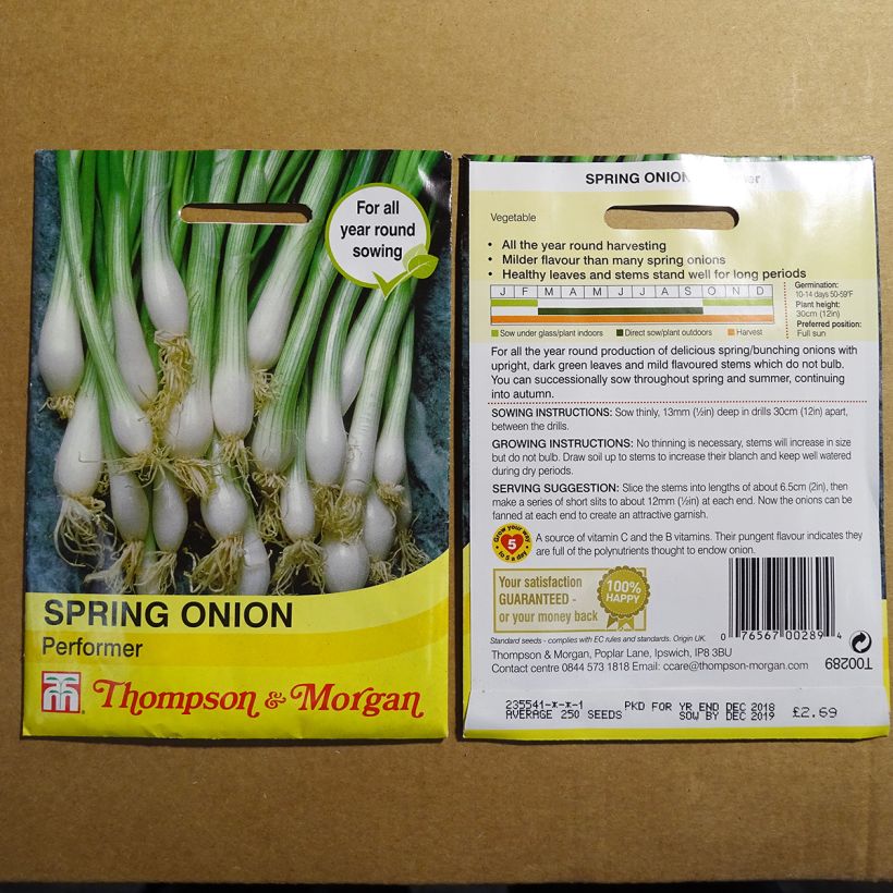Exemple de spécimen de Oignon de printemps ciboule Performer - Allium fistulosum le sachet de 300 graines environ tel que livré