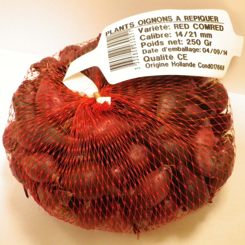 Example of Oignon rouge Red Karmen en plants (plantation automne) Pièce calibre 14/21 mm, Sac de 500g as you get