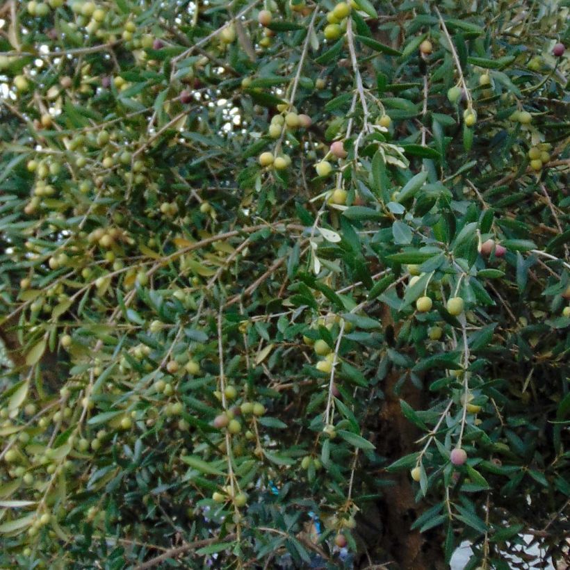 Olivier - Olea europaea (Foliage)