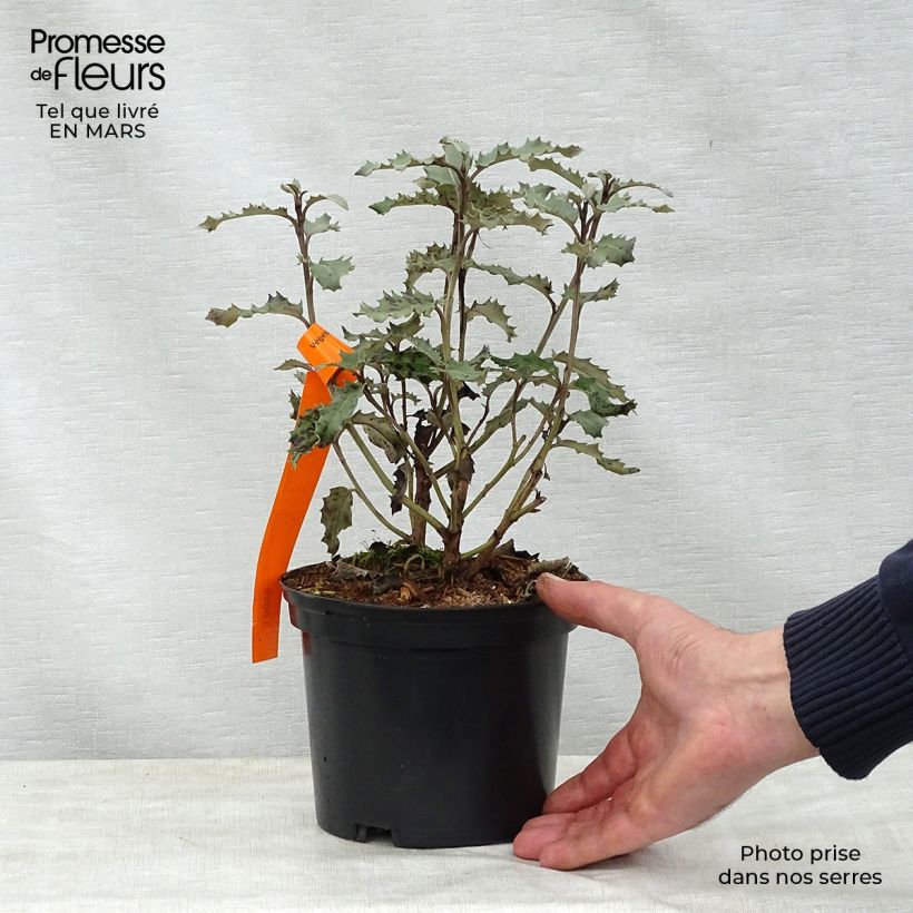 Example of Olearia macrodonta Major - Houx de Nouvelle-Zélande Pot de 2L/3L as you get in printemps