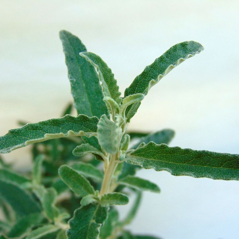 Olearia scilloniensis (Foliage)