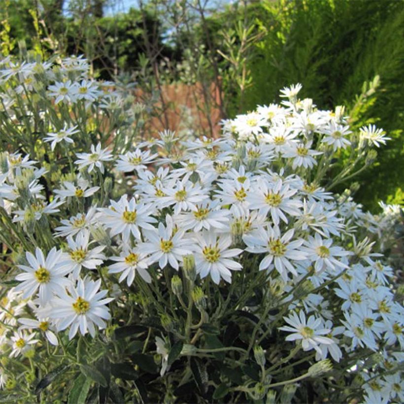 Olearia scilloniensis (Flowering)