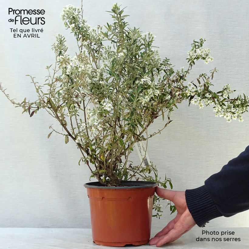 Example of Olearia scilloniensis Pot de 3L/4L as you get in printemps