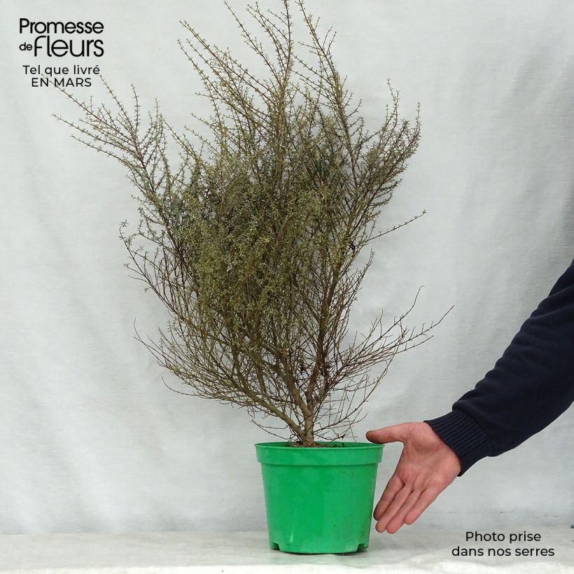 Example of Olearia solandri Aurea  Pot de 2L/3L as you get in printemps