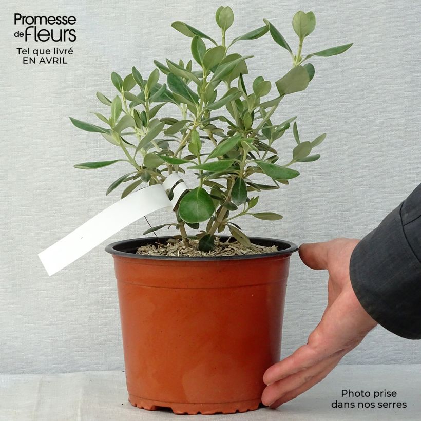 Example of Olearia traversii Pot de 2L/3L as you get in printemps