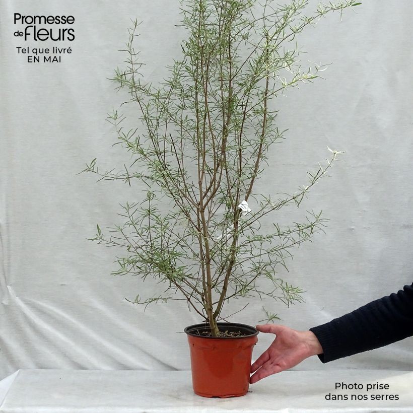 Example of Olearia virgata Pot de 2L/3L as you get in printemps