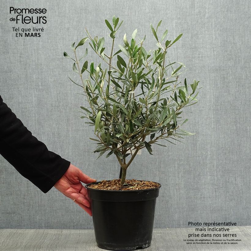 Example of Olivier Negrette - Olea europea Pot de 4L/5L as you get in printemps