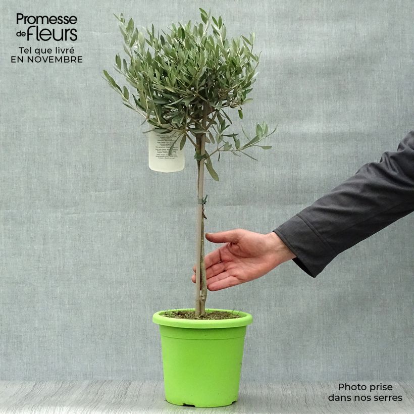 Spécimen de Olivier sur tige - Olea europaea Pot de 2L/3L, Mini-tige, Tigette tel que livré en automne