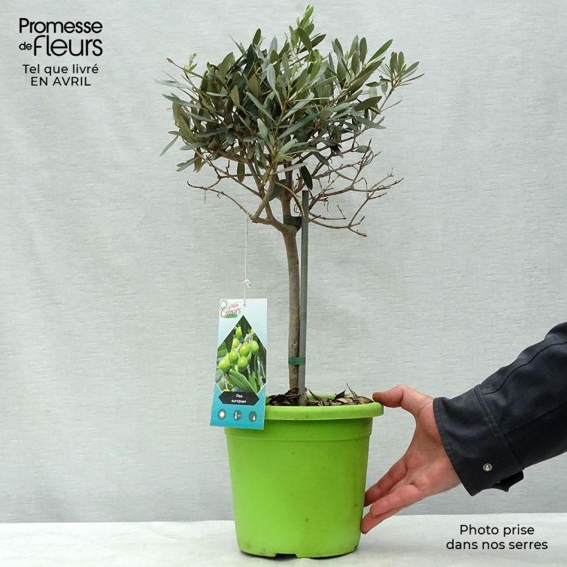 Example of Olivier sur tige - Olea europaea Pot de 2L/3L, Mini-tige, Tigette as you get in printemps