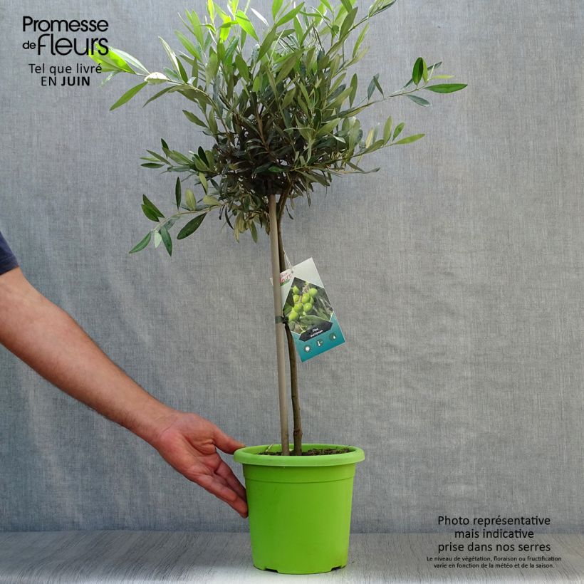 Spécimen de Olivier sur tige - Olea europaea Pot de 2L/3L, Mini-tige, Tigette tel que livré en été