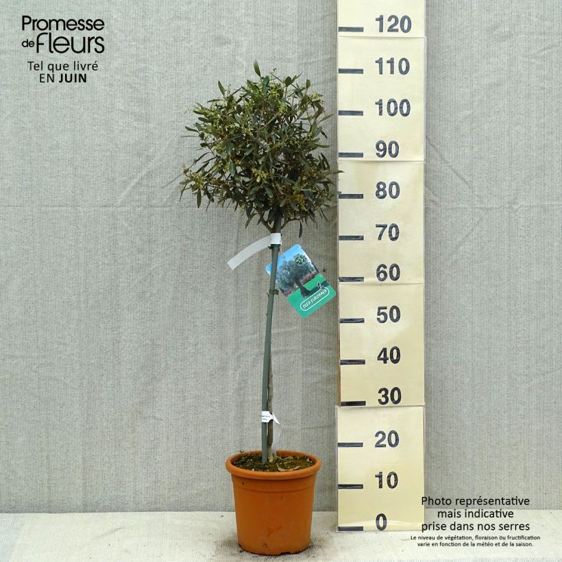 Spécimen de Olivier sur tige - Olea europaea Pot de 7,5L/10L, Demi-Tige, 1/2 de tige tel que livré en été