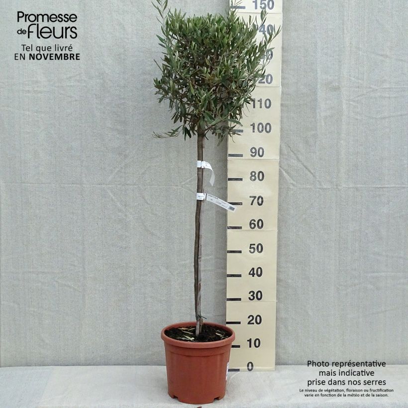 Spécimen de Olivier sur tige - Olea europaea Pot de 7,5L/10L, Demi-Tige tel que livré en automne