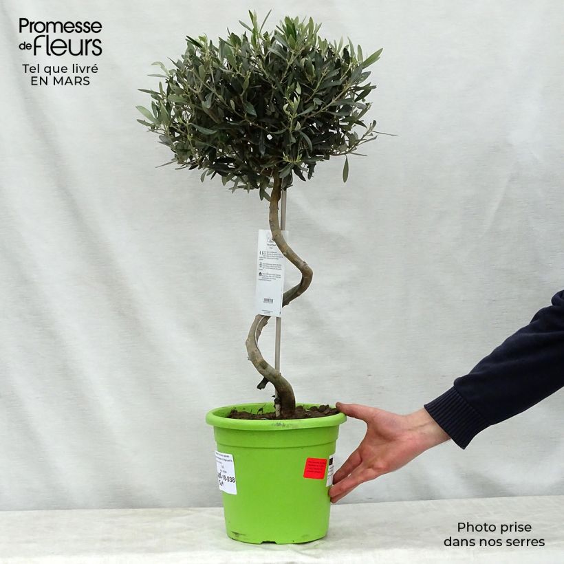 Example of Olivier sur tige - Olea europaea Pot de 4L/5L, Tige, Tronc spiralé as you get in printemps